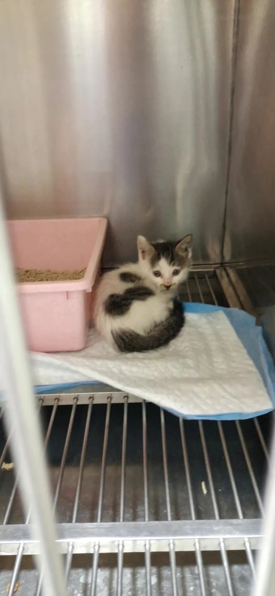 上海街头惊现“滴血”盲盒，100多只奶猫奶狗奄奄一息...休闲区蓝鸢梦想 - Www.slyday.coM