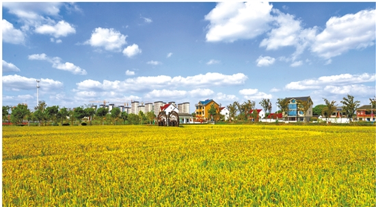 南湖区凤桥镇联丰村王祥里的美丽乡村景色 俞永华 摄