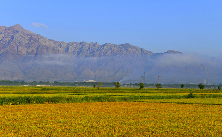 俯瞰宁夏石嘴山市平罗县金黄色稻田,纵横交错,风景如画.