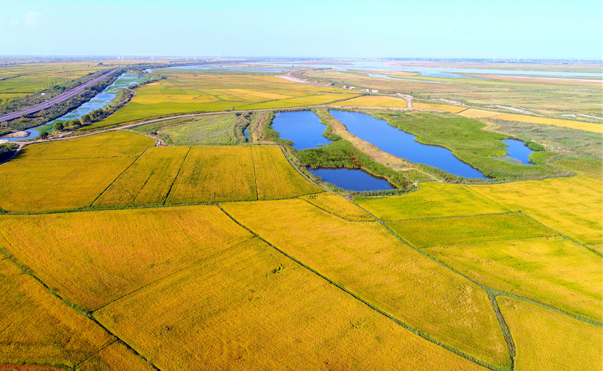 俯瞰宁夏石嘴山市平罗县金黄色稻田,纵横交错,风景如画.