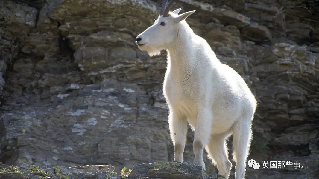 网友:别看我只是羊!