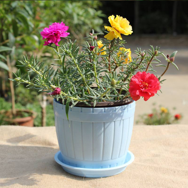 天越冷,养太阳花越需注意这6点,做到位,盆栽顺利过秋冬