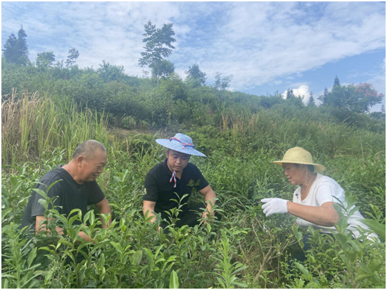 「优秀农民企业家」代松:退伍不褪色 带领村民走上