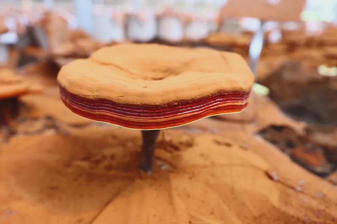 灵芝,铁皮石斛与航天英雄一起顺利完成"太空科考"!