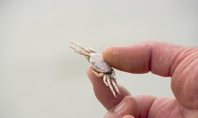 名不见经传的"蟛蜞汁",为什么可以跻身湛江特产?