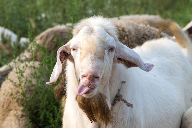 老汉养羊百只不少长着明星脸,看看像谁