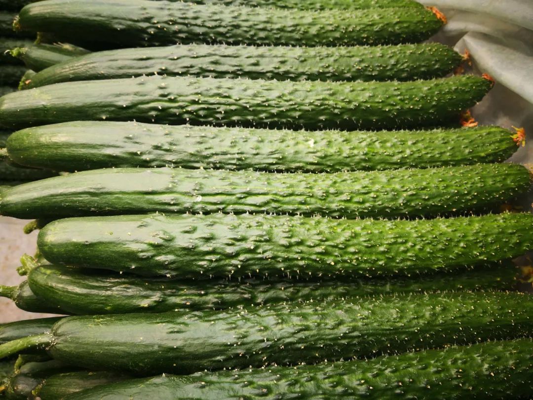 凉拌黄瓜魔芋丝,吃得饱热量很低,日常减肥常吃,腰或会越来越细休闲区蓝鸢梦想 - Www.slyday.coM 凉拌黄瓜魔芋丝,吃得饱热量很低,日常减肥常吃,腰或会越来越细休闲区蓝鸢梦想 - Www.slyday.coM