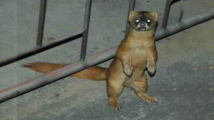 黄鼠狼不仅会给鸡拜年还会拜月亮这货咋这么邪乎