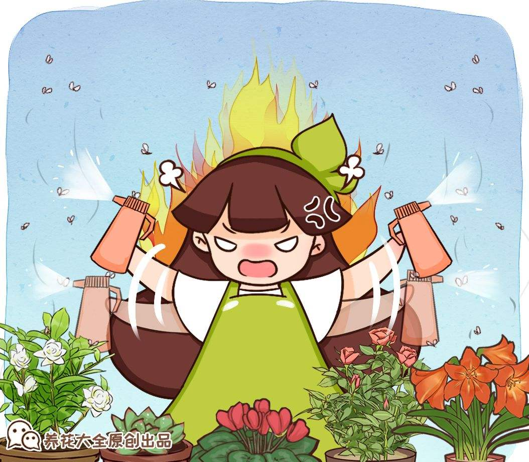 自己种的小雏菊,蔫得像野菜,原来是没注意4要点