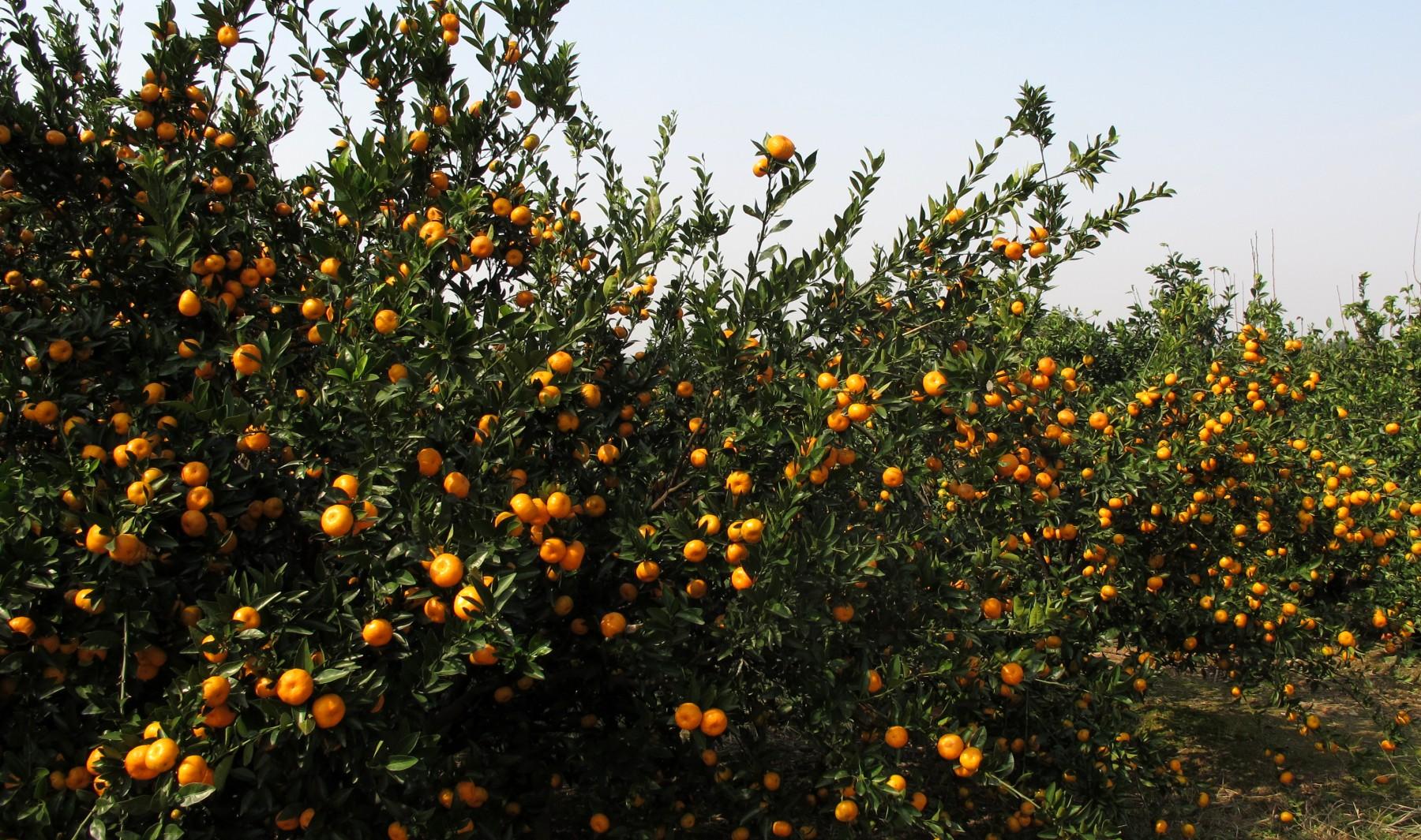 脂肪肝的“死对头”原来是这4种食物,常吃可养肝排毒,身体健康休闲区蓝鸢梦想 - Www.slyday.coM 脂肪肝的“死对头”原来是这4种食物,常吃可养肝排毒,身体健康休闲区蓝鸢梦想 - Www.slyday.coM