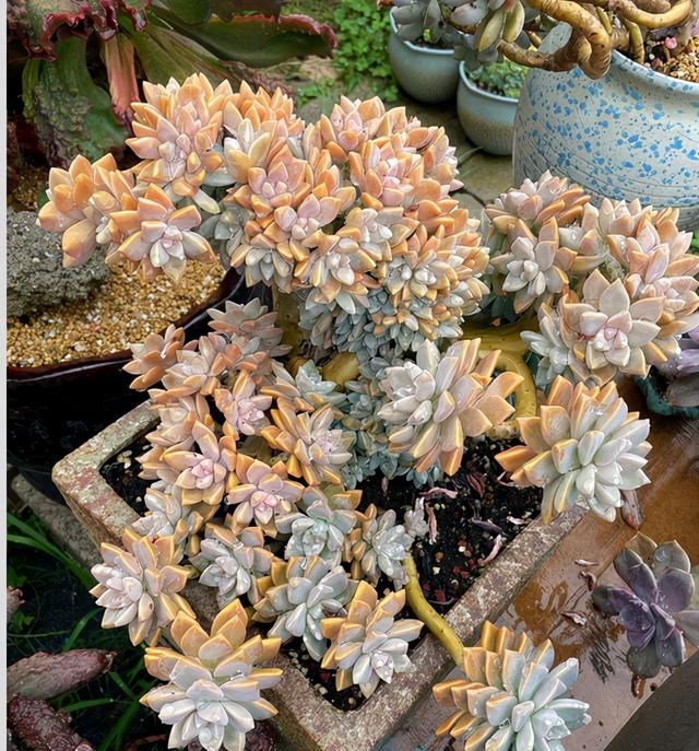 养淡雪先要养根然后塑造老桩造型之后上色出状态