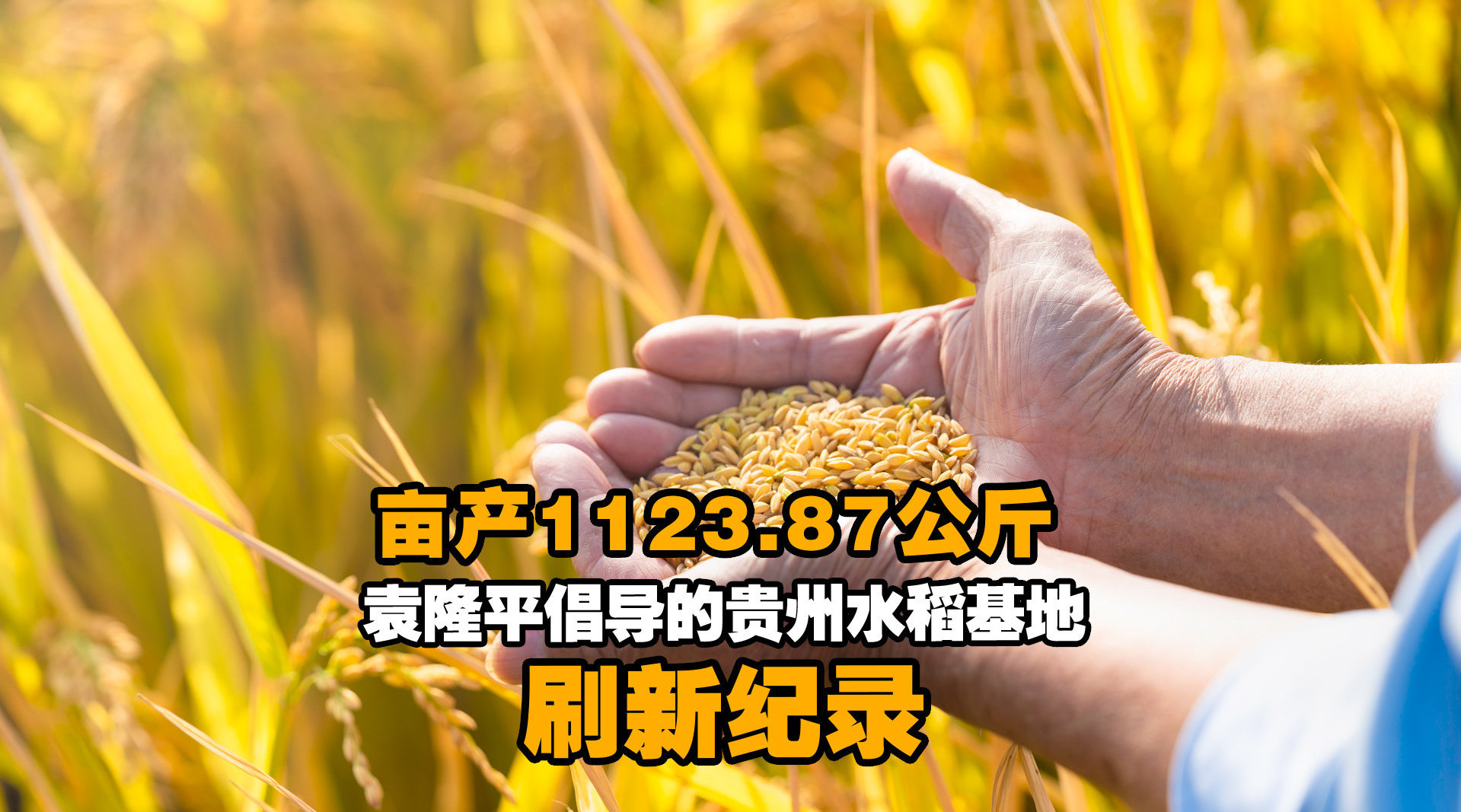 亩产1123.87公斤 袁隆平倡导的贵州水稻基地刷新纪录