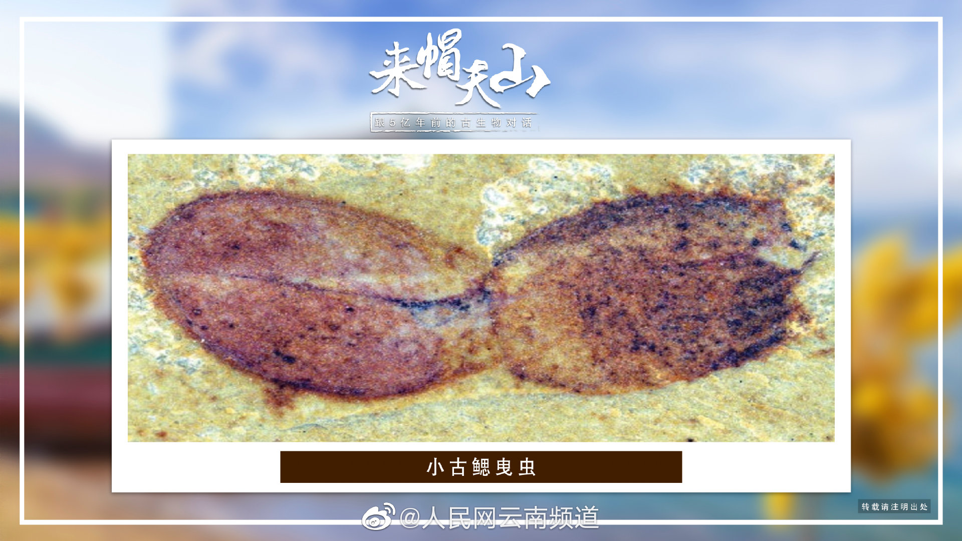 对话帽天山古生物 小古鳃曳虫