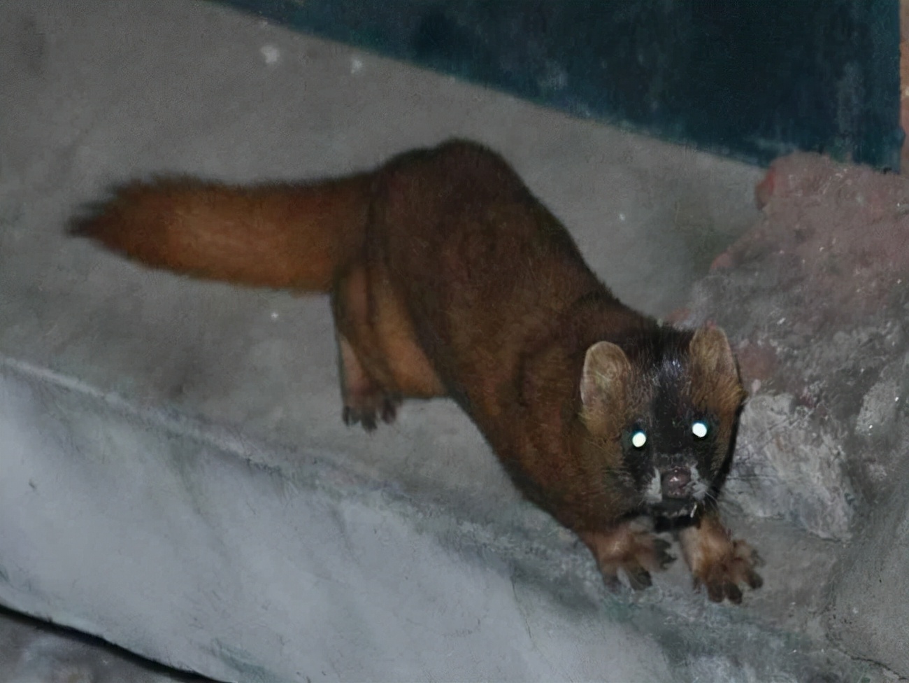 黄鼠狼不仅会给鸡拜年还会拜月亮这货咋这么邪乎