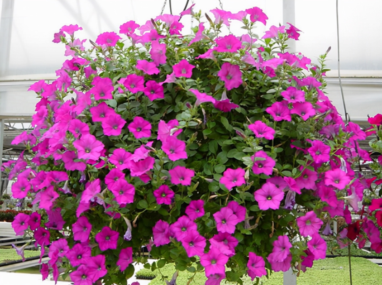 秋季可以种的4种"草花",只需买棵小苗,就能持续开花一整年