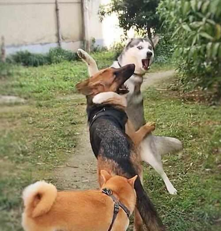 牧羊犬和哈士奇打架,惊心动魄惹人尖叫,网友看了直呼太神勇