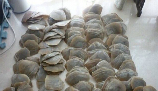 广东查获8吨鳞片,上万只穿山甲被"扒皮",为什么黑市爱抓它?