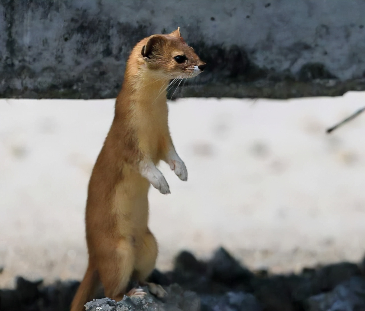 黄鼠狼不仅会给鸡拜年还会拜月亮这货咋这么邪乎