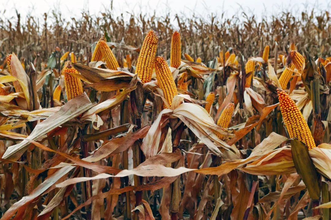 东北耕地从3000多万亩扩展到2亿亩的空前规模,玉米就是这些开荒者们