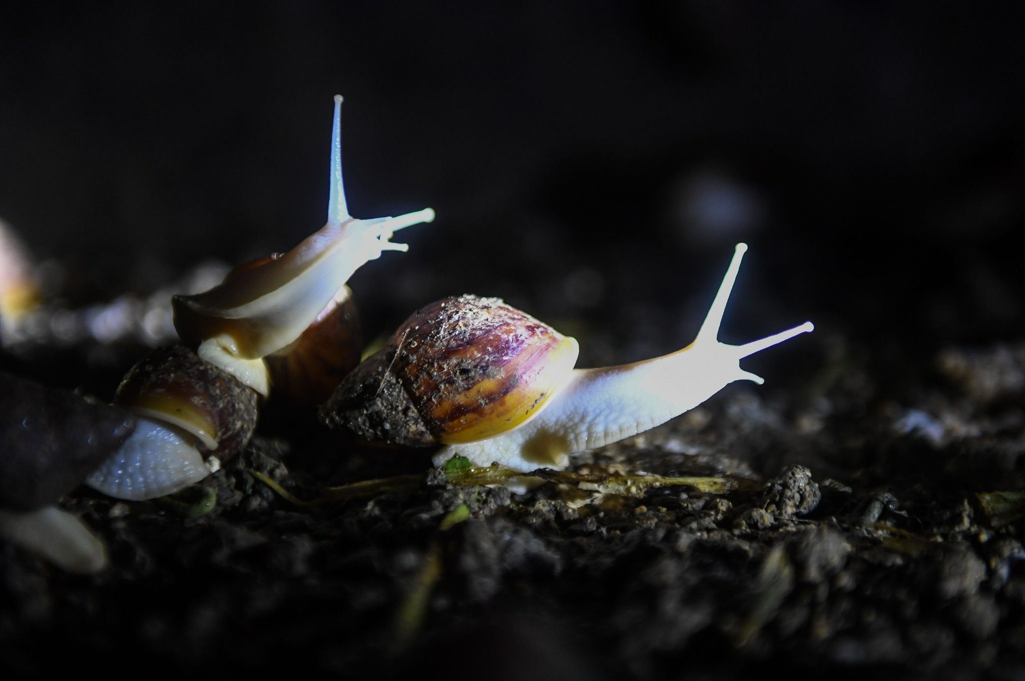 蜗牛养殖助力乡村共同富裕