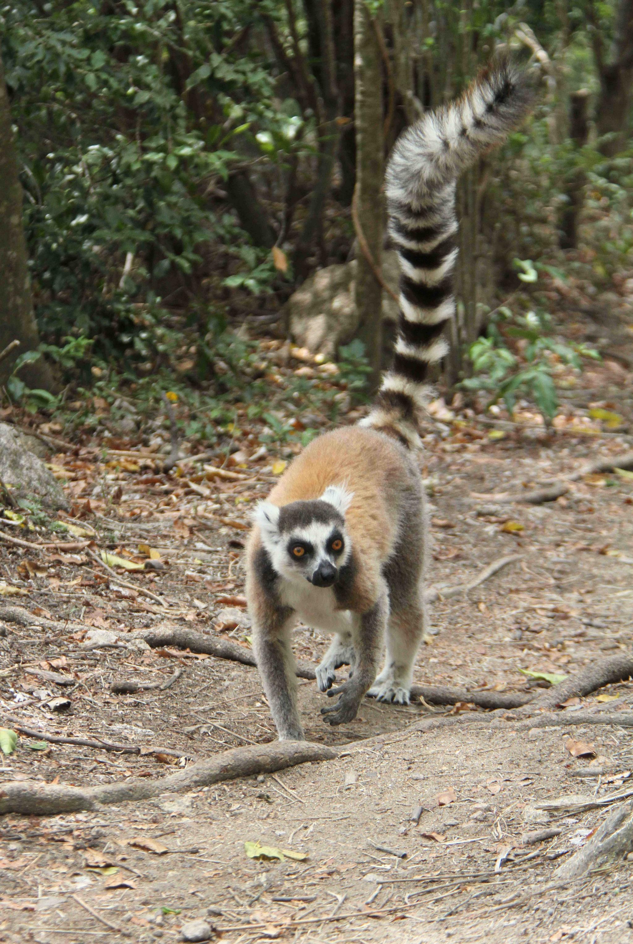 马达加斯加安达西贝国家森林保护区的狐猴