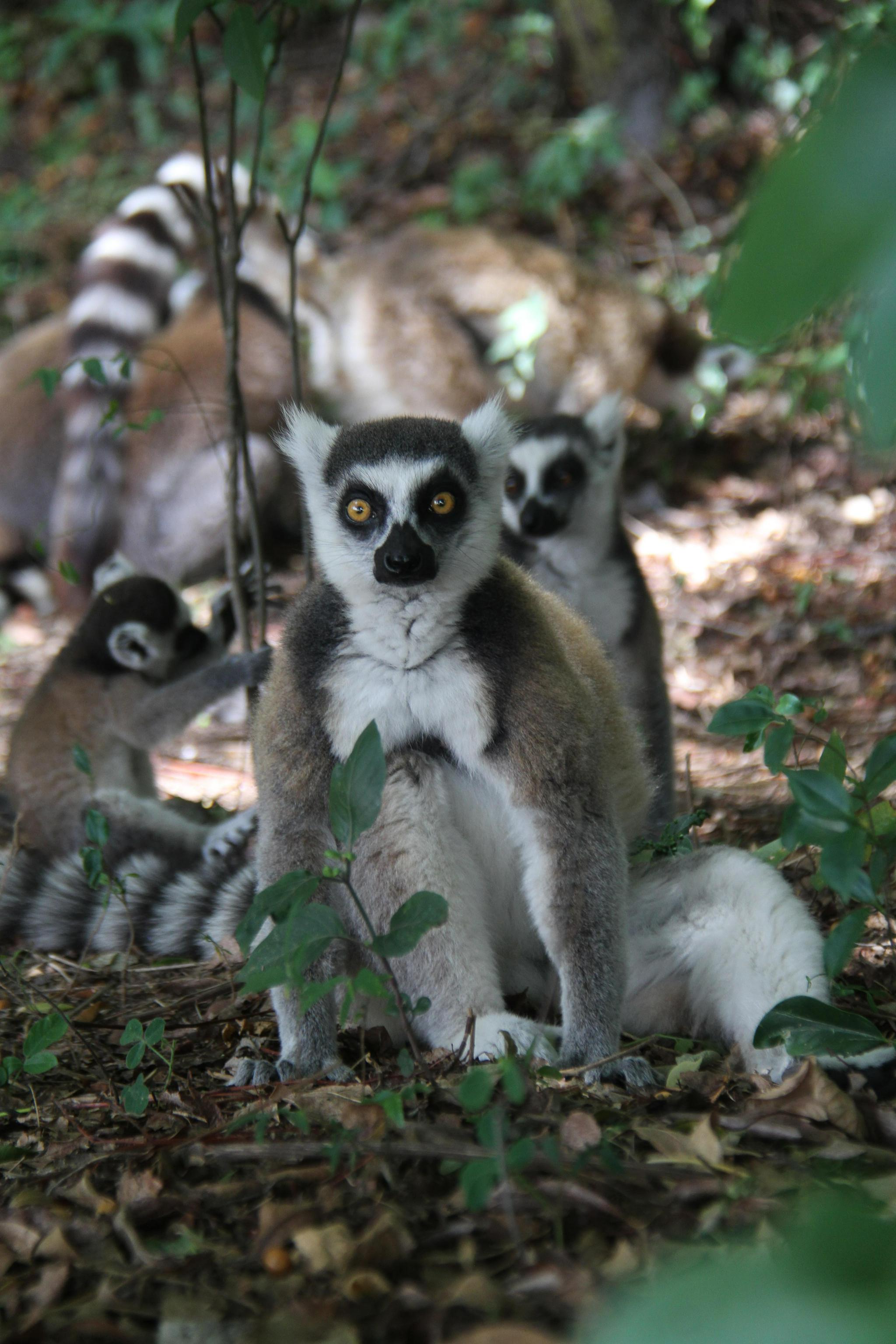 马达加斯加安达西贝国家森林保护区的狐猴