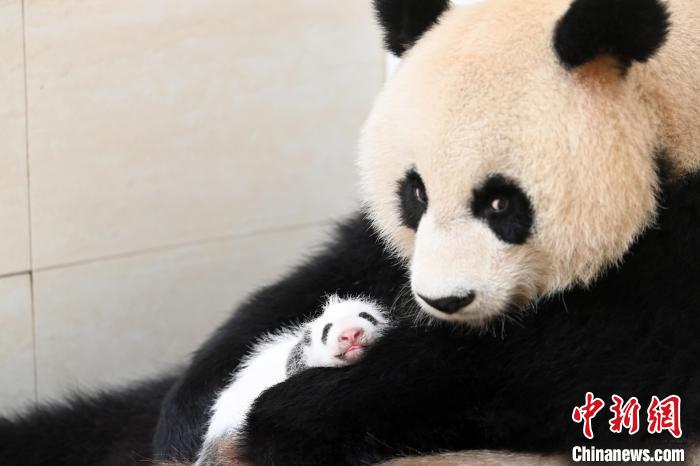 大熊猫"宝宝"的幼仔与它的养母"水秀"在一起
