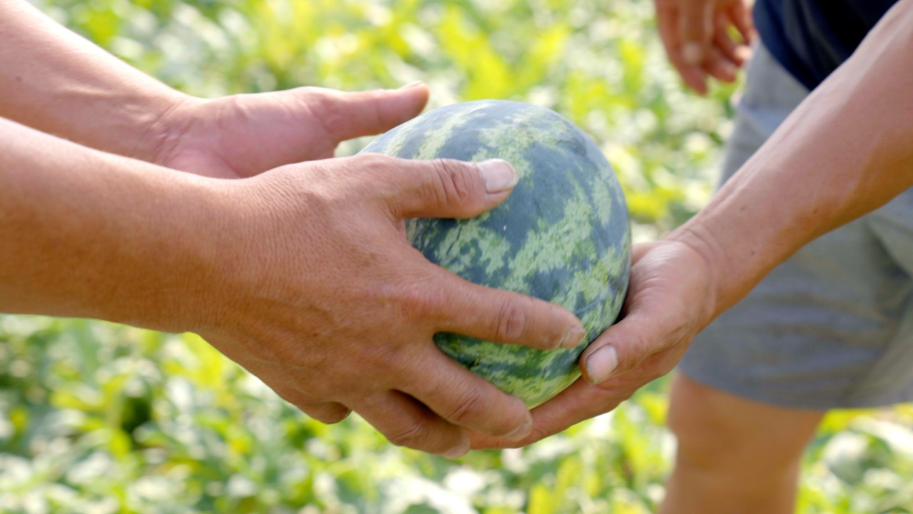 平湖西瓜:承包一整个夏天的甜蜜
