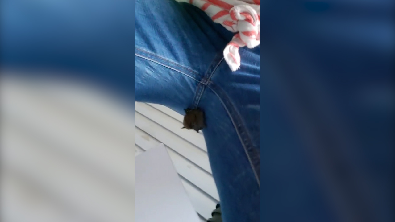 尴尬！美国女子发现一只蝙蝠挂在裤裆上休闲区蓝鸢梦想 - Www.slyday.coM