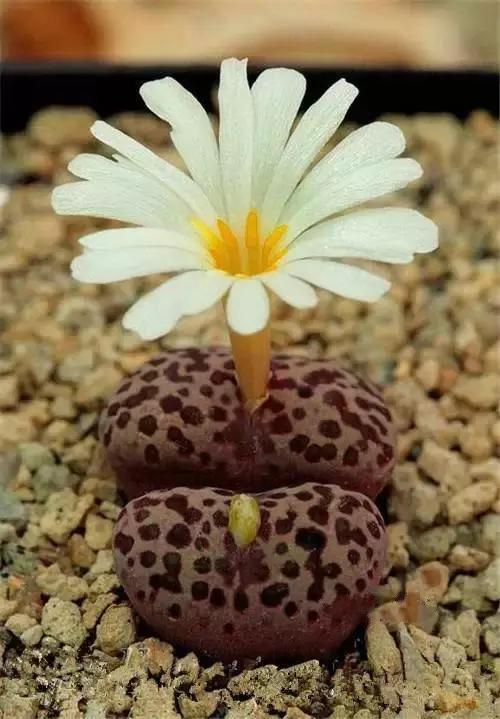 赏析| 多肉植物开花,简直美翻了