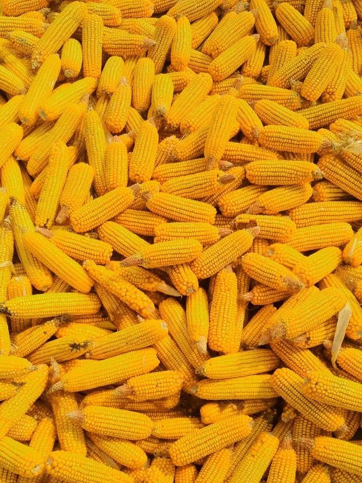 啥是最能代表东北的美食?不是锅包肉!