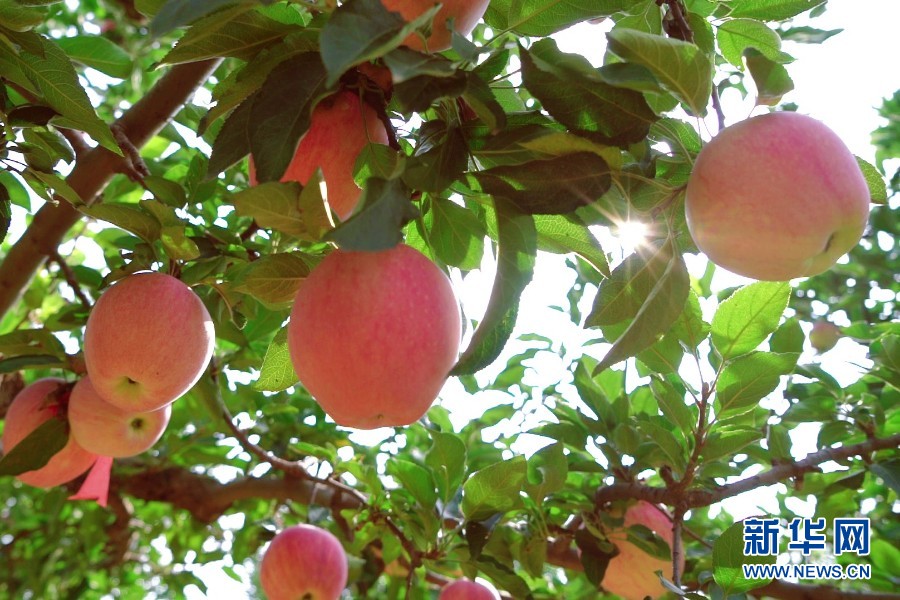 河北望都:瓜果喜丰收 果农笑开颜