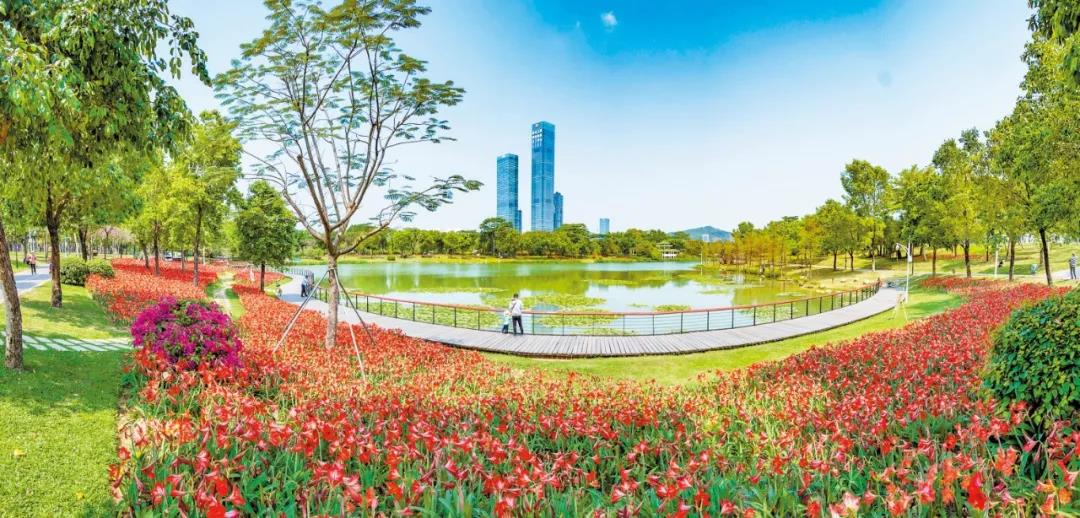深新早点丨深圳各公园中秋共计接待游客111万人次最热门公园是