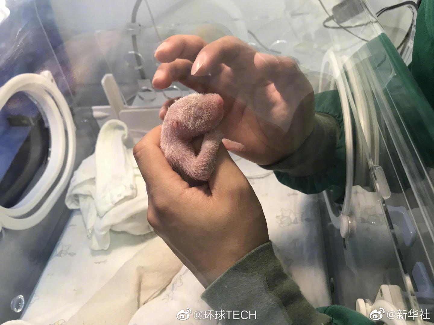 刚出生的大熊猫长啥样重庆动物园新生大熊猫龙凤胎首次亮相