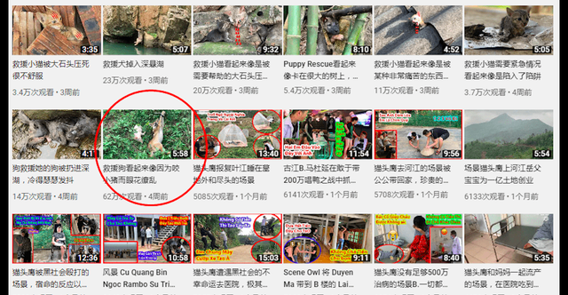 一只被人塞进瓶子里的猫，男子假装偶遇救了它，其实是为了拍视频休闲区蓝鸢梦想 - Www.slyday.coM