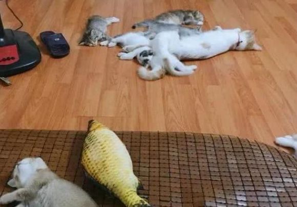 宠主收养了七只流浪猫，天热开电风扇给它们吹，猫咪们的反应暖心休闲区蓝鸢梦想 - Www.slyday.coM