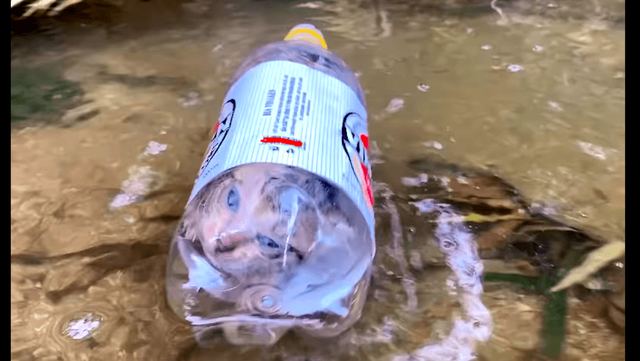 一只被人塞进瓶子里的猫，男子假装偶遇救了它，其实是为了拍视频休闲区蓝鸢梦想 - Www.slyday.coM