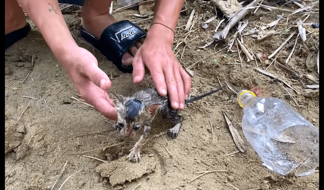 一只被人塞进瓶子里的猫，男子假装偶遇救了它，其实是为了拍视频休闲区蓝鸢梦想 - Www.slyday.coM
