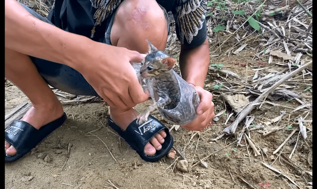 一只被人塞进瓶子里的猫，男子假装偶遇救了它，其实是为了拍视频休闲区蓝鸢梦想 - Www.slyday.coM