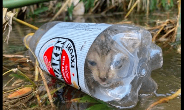 一只被人塞进瓶子里的猫，男子假装偶遇救了它，其实是为了拍视频休闲区蓝鸢梦想 - Www.slyday.coM