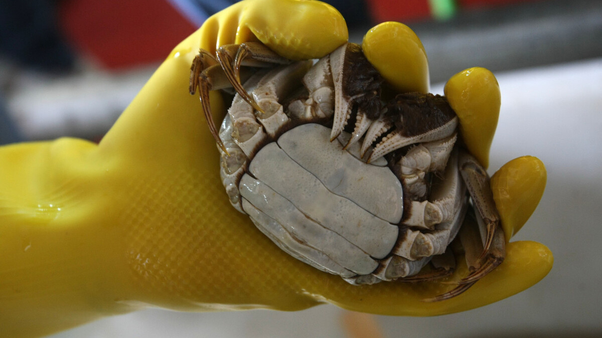 吃货:不交智商税|阳澄湖|大闸蟹|阳澄湖大闸蟹_新浪新闻