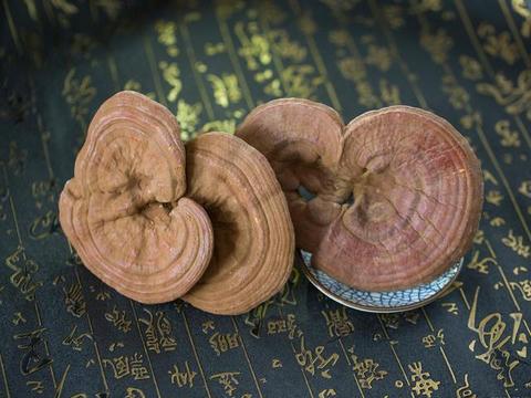 什么牌子的灵芝粉好 池润牌子大吗