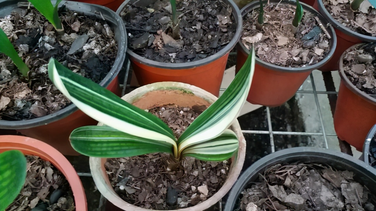 君子兰一叶苗的栽培法详细过程描述只要注意这几点一学就会