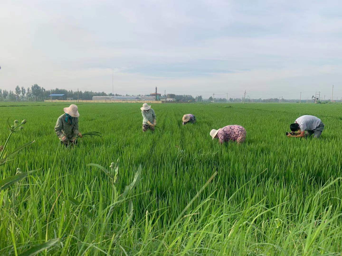 水稻的种植步骤图片图片