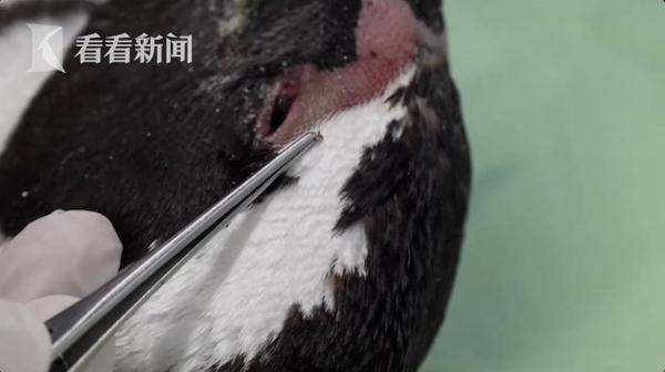 南非63只企鹅在海滩离奇死亡 竟是遭蜂群袭击休闲区蓝鸢梦想 - Www.slyday.coM