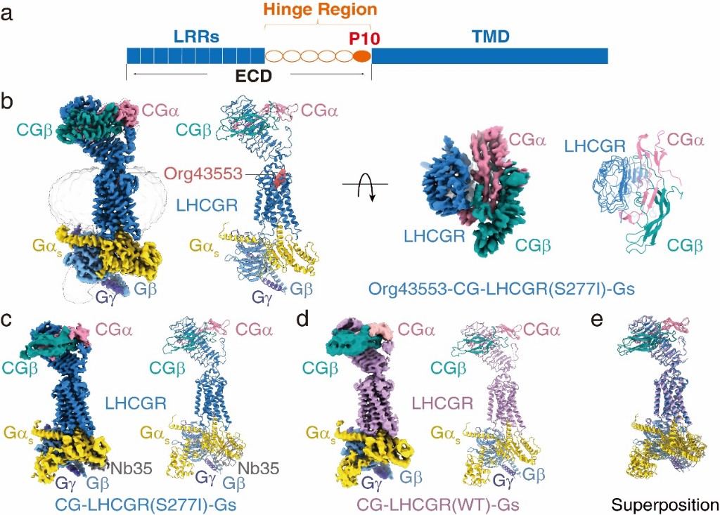 糖蛋白激素结构模式图及lhcgr受体与cg和gs蛋白复合物的冷冻电镜结构.