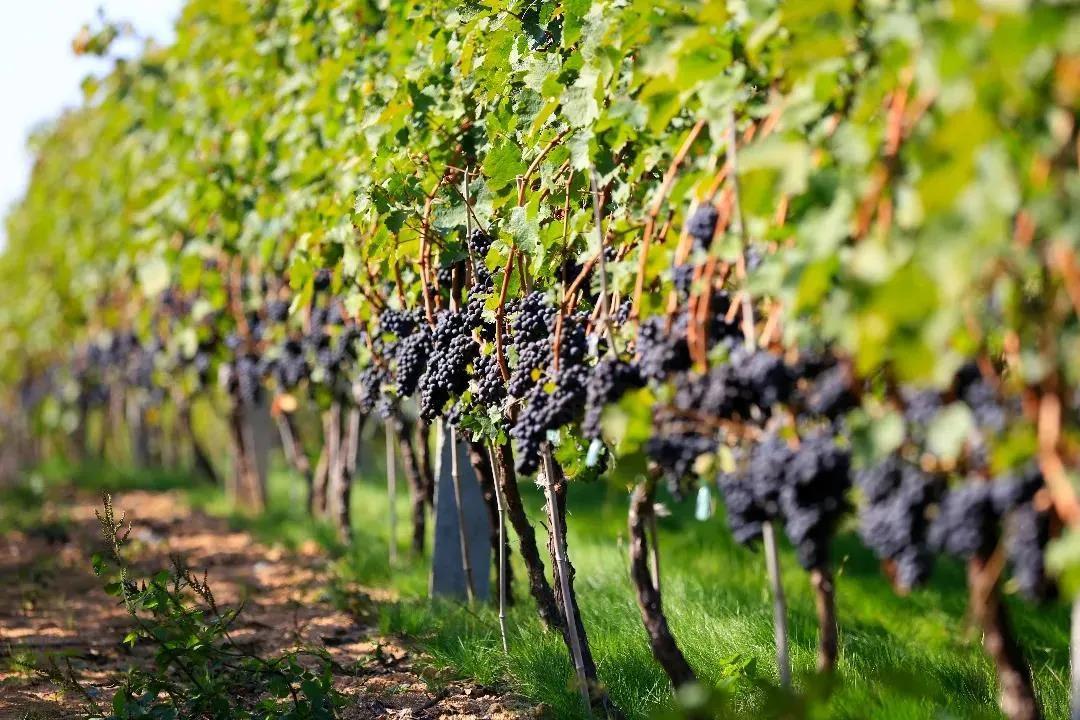 第六届威海·乳山牡蛎文化节启动 这个国庆假期给你安排得妥妥的休闲区蓝鸢梦想 - Www.slyday.coM