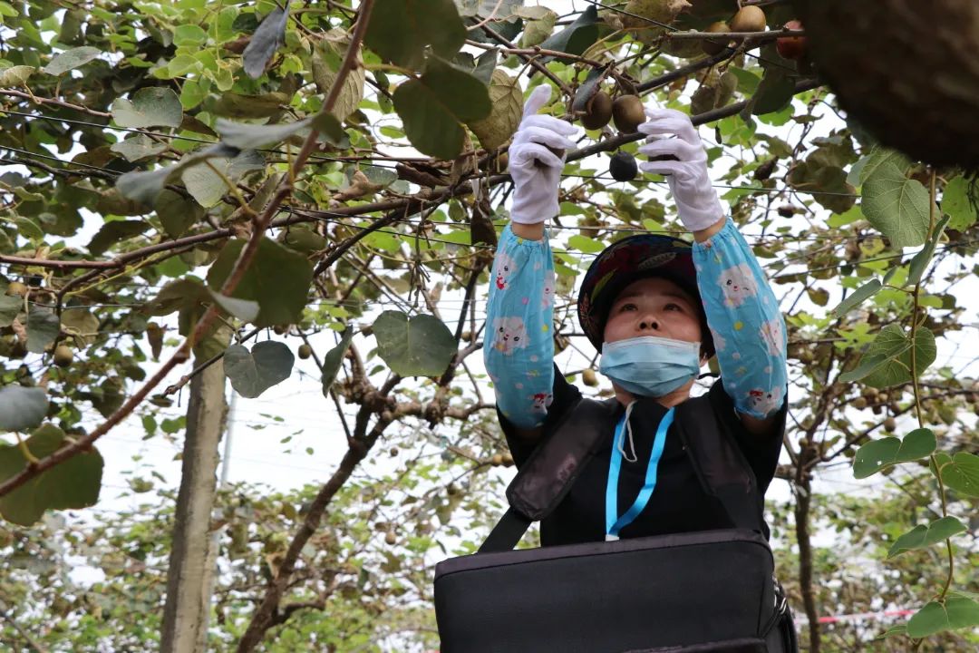 在江津区石笋山参与“猕桃采收喜洋洋”竞赛的市民正在采摘丰收的果实。胥世鹏 摄