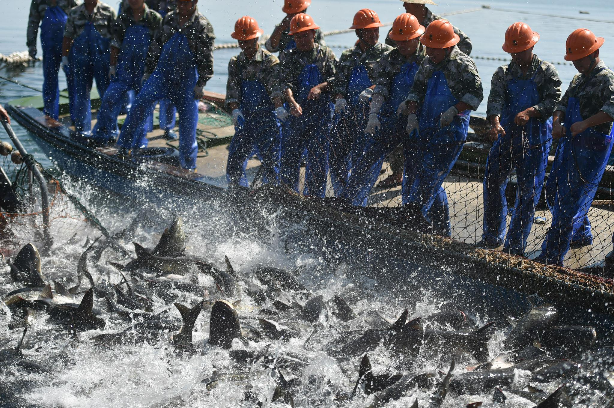 浙江千岛湖:巨网捕鱼庆丰收|安阳市|千岛湖|浙江千岛湖_新浪新闻