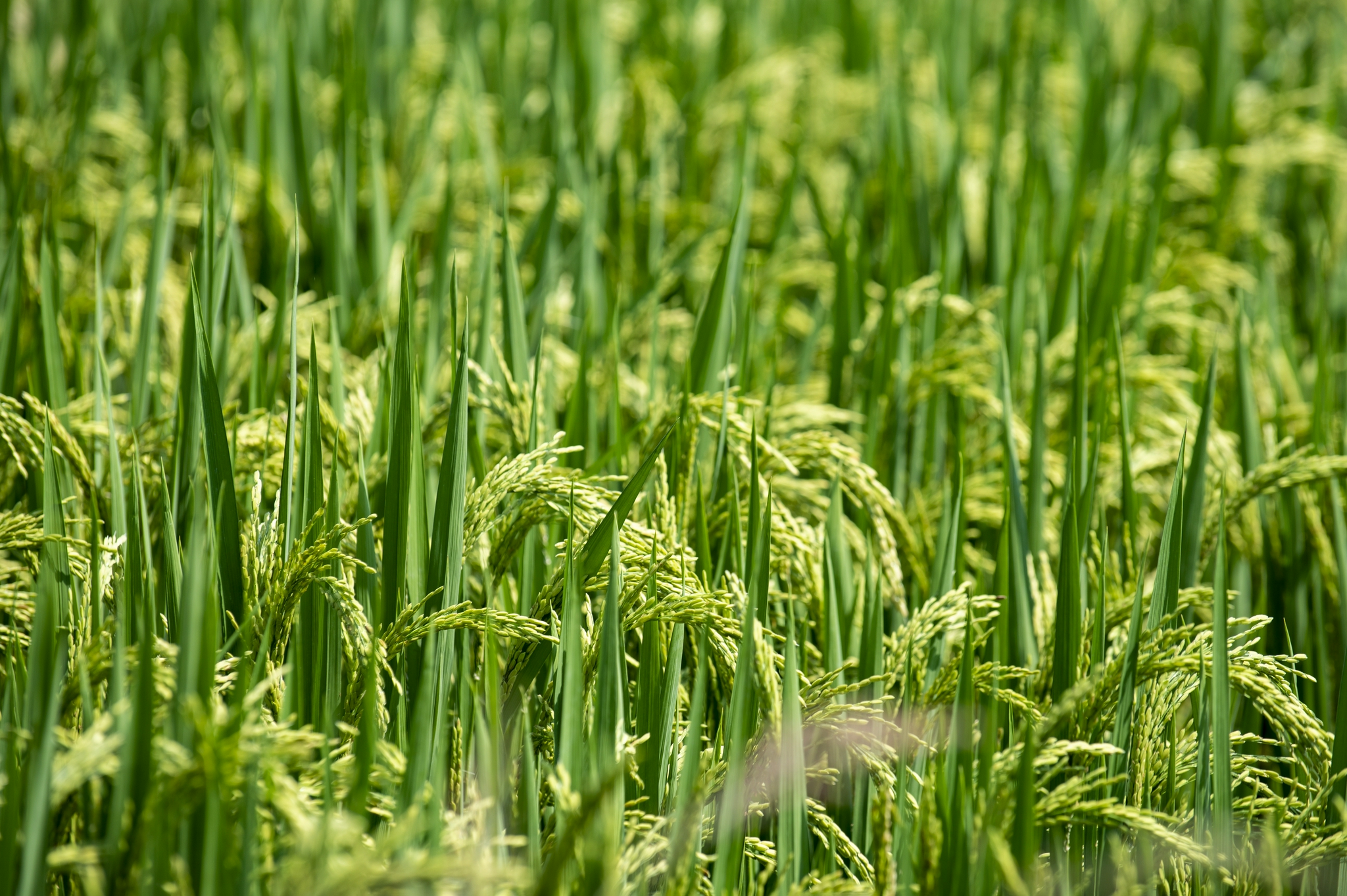 金华:高标准新农田首轮试种水稻长势喜人